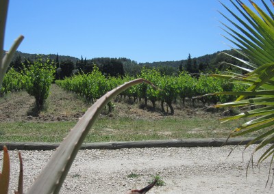 l'agave le palmier et la vigne devant la villa